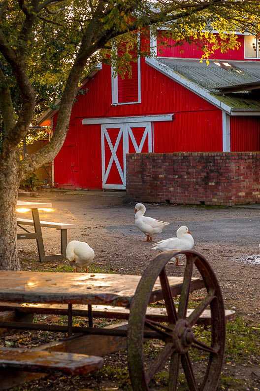 The Big Goose farm photography by Studio Von Terrible for the website redesign project