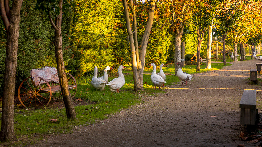 The Big Goose